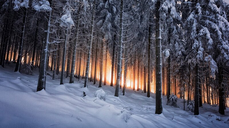 Snow-covered Forest — White, Serene, Winter, Photograph, Trees, Snow, Light