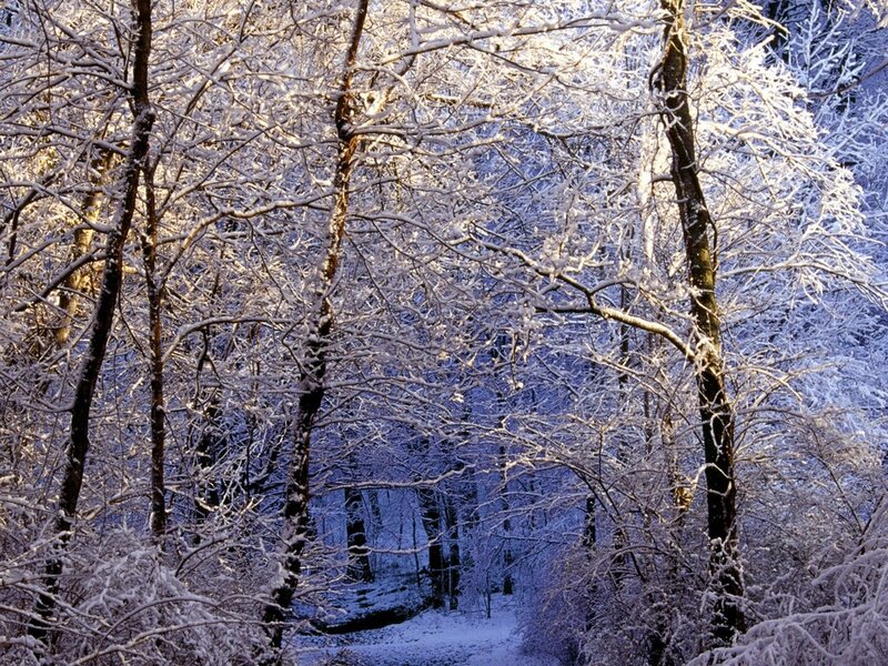 Snow-covered Forest — White, Serene, Winter, Photograph, Trees, Snow, Path