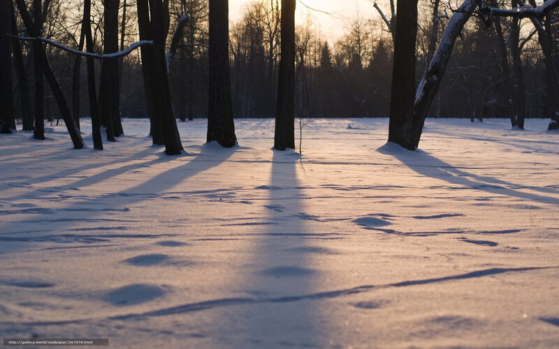 Snow-covered Forest — White, Serene, Winter, Photograph, Trees, Snow, Shadows