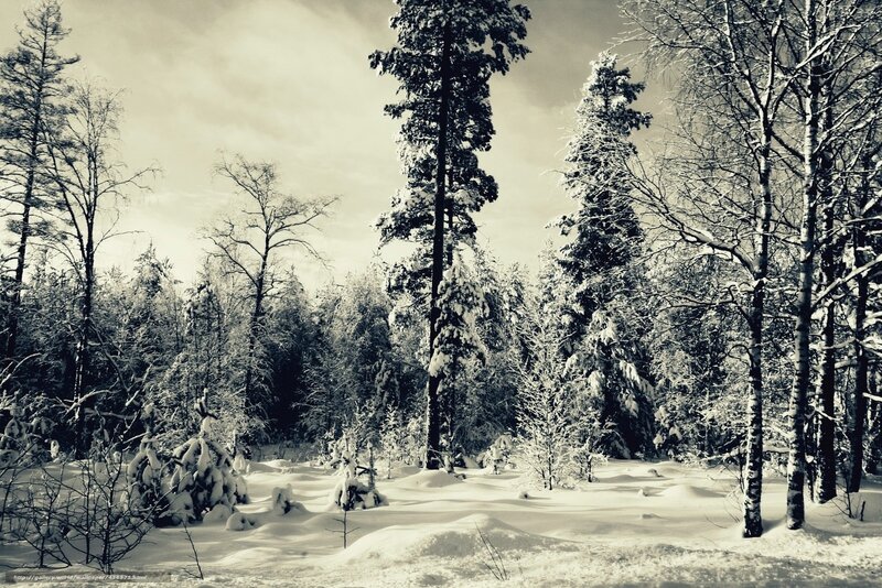 Snow-covered Forest — White, Serene, Winter, Photograph, Trees, Snow, Sky, Black, Gray
