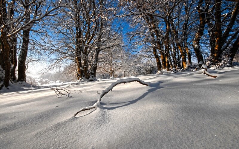 Snow-covered Forest — White, Serene, Winter, Photograph, Trees, Snow, Sky, Branch