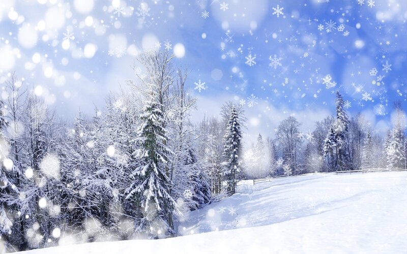 Snow-covered Forest — White, Serene, Winter, Photograph, Trees, Snow, Sky, Fence