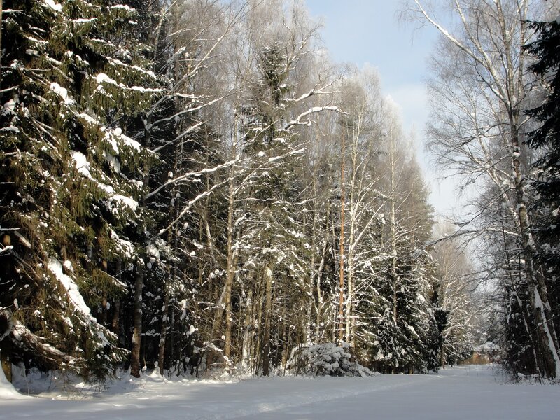 Snow-covered Forest — White, Serene, Winter, Photograph, Trees, Snow, Sky, Green, Blue