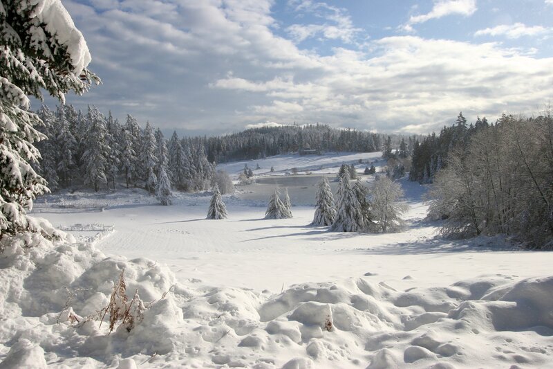 Snow-covered Forest — White, Serene, Winter, Photograph, Trees, Snow, Sky, Hill, Blue