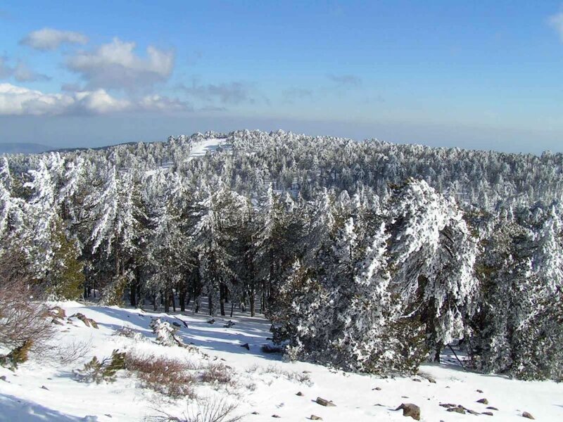 Snow-covered Forest — White, Serene, Winter, Photograph, Trees, Snow, Sky, Hills