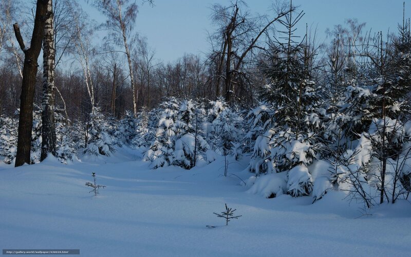 Snow-covered Forest — White, Serene, Winter, Photograph, Trees, Snow, Sky, Small Saplings