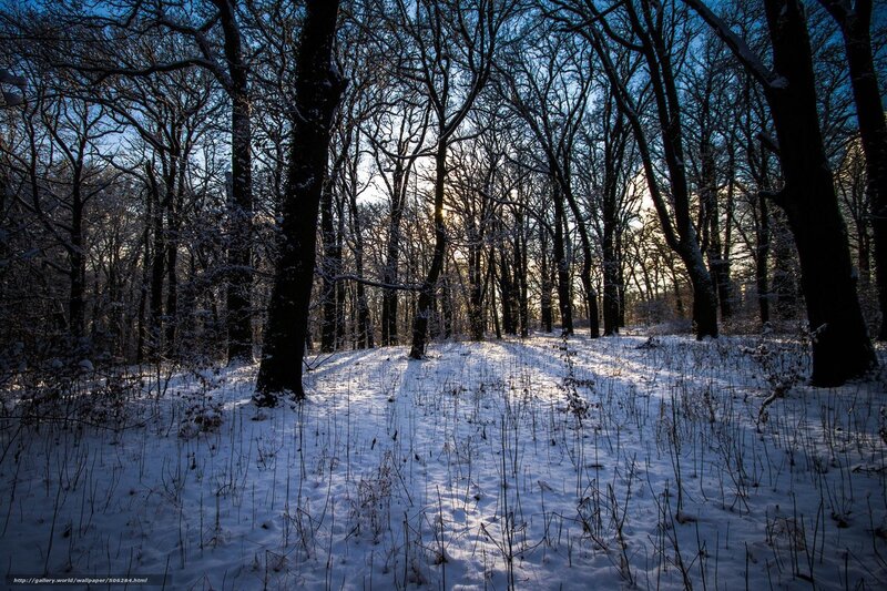 Snow-covered Forest — White, Serene, Winter, Photograph, Trees, Snow, Sunlight, Black, Blue