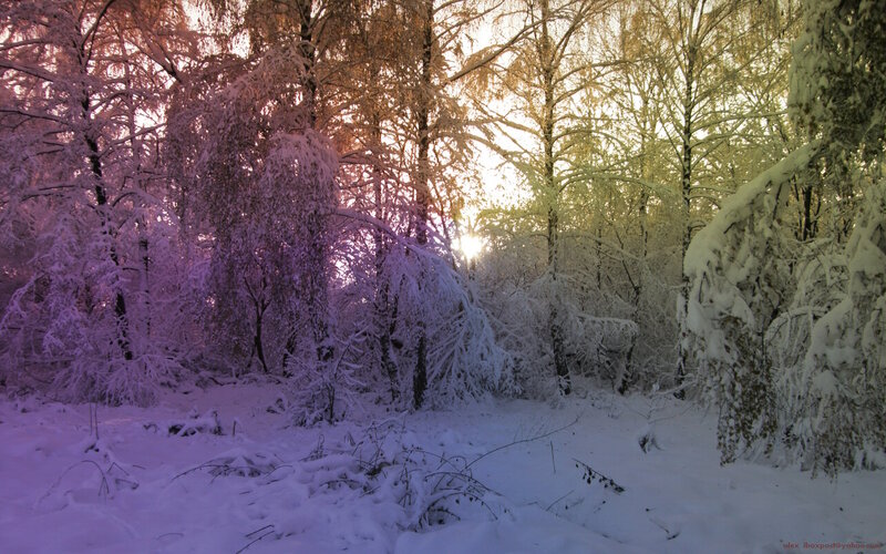 Snow-covered Forest — White, Serene, Winter, Photograph, Trees, Snow, Sunlight, Branches