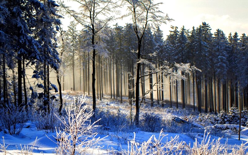 Snow-covered Forest — White, Serene, Winter, Photograph, Trees, Snow, Sunlight, Frost