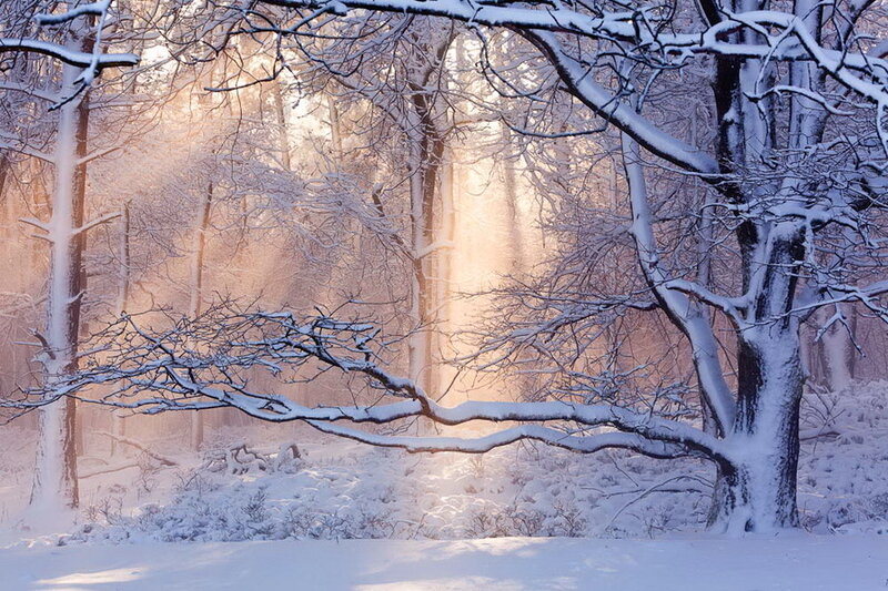 Snow-covered Forest — White, Serene, Winter, Photograph, Trees, Snow, Sunlight