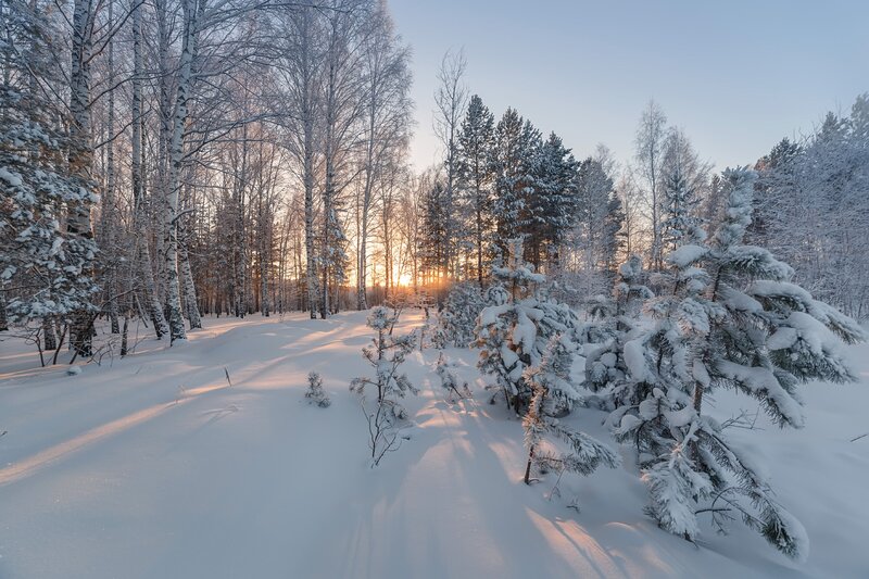 Snow-covered Forest — White, Serene, Winter, Photograph, Trees, Snow, Sunrise, Sky