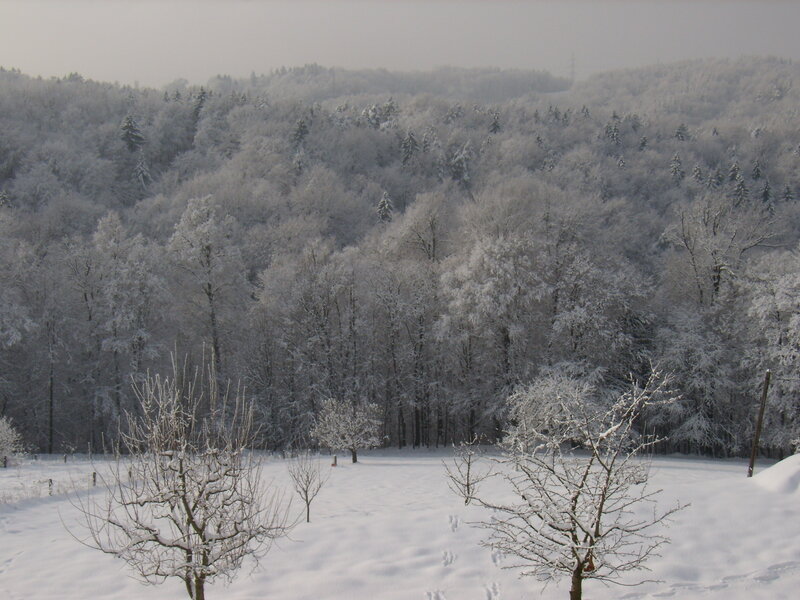 Snow-covered Forest — White, Serene, Winter, Photograph, Trees, Snow