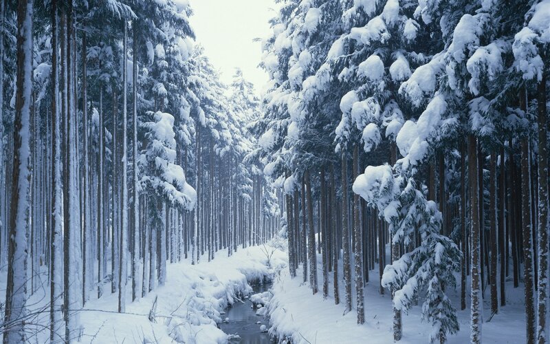 Snow-covered Forest — White, Serene, Winter, Photograph, Trees, Stream, Snow