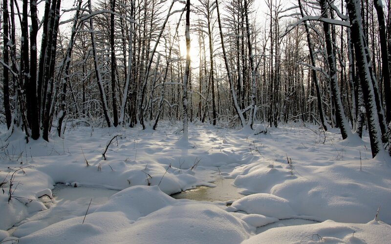 Snow-covered Forest — White, Serene, Winter, Photograph, Trees, Stream, Sun