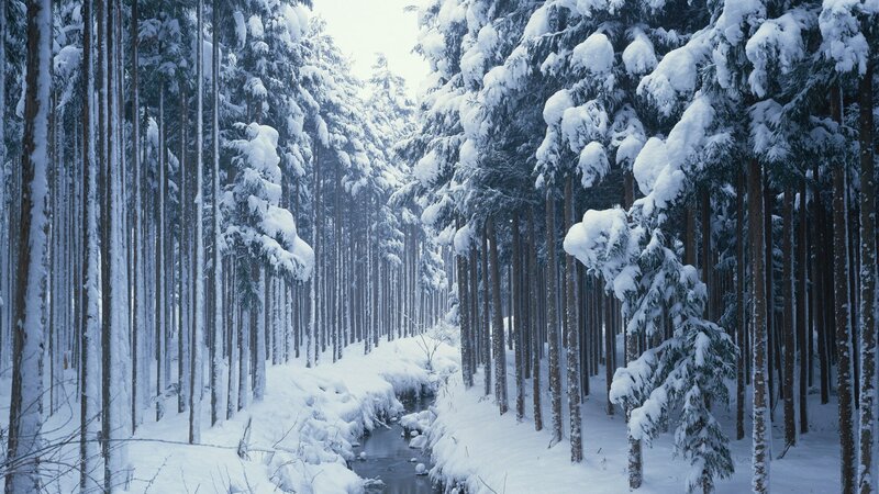 Snow-covered Forest — White, Serene, Winter, Photograph, Trees, Stream