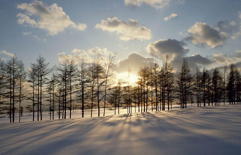Snow-covered Forest — White, Serene, Winter, Photograph, Trees, Sun, Clouds