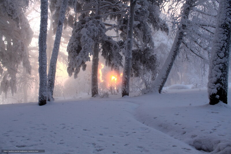 Snow-covered Forest — White, Serene, Winter, Photograph, Trees, Sun, Fog