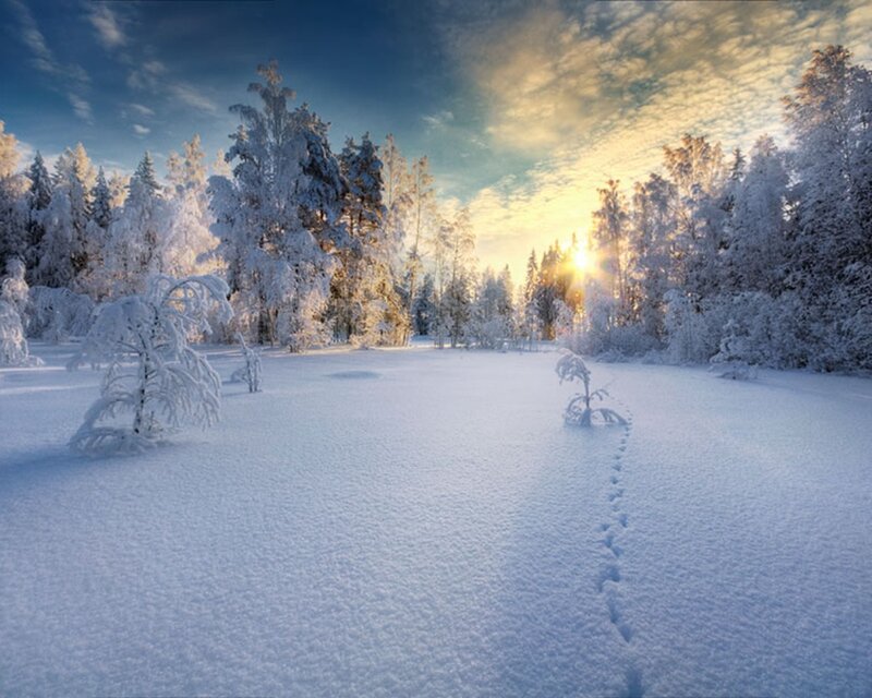 Snow-covered Forest — White, Serene, Winter, Photograph, Trees, Sun, Footprints, Blue, Yellow