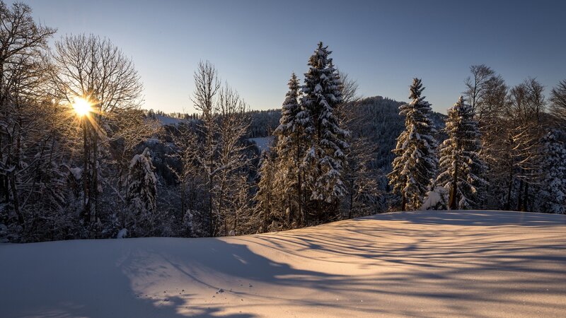 Snow-covered Forest — White, Serene, Winter, Photograph, Trees, Sun, Mountains, Blue