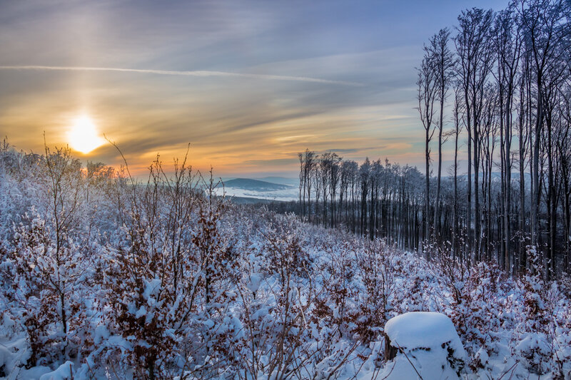 Snow-covered Forest — White, Serene, Winter, Photograph, Trees, Sun, Mountains