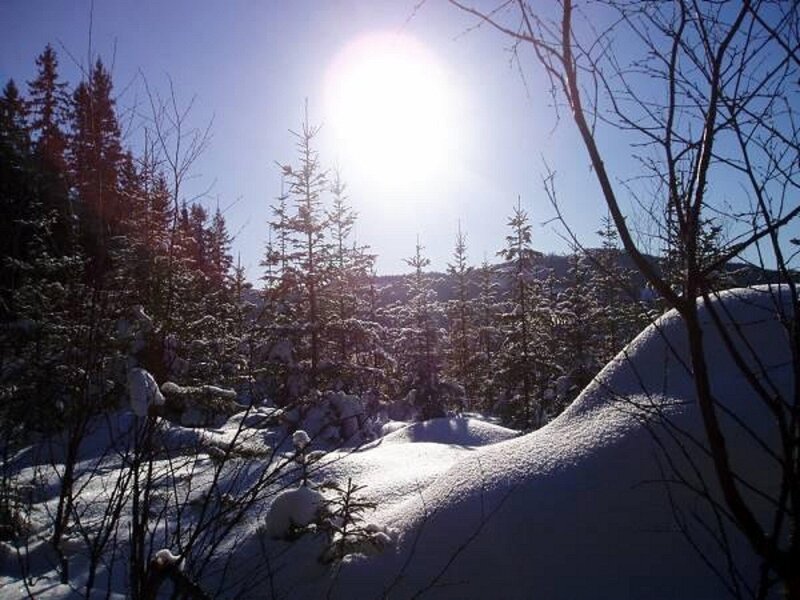 Snow-covered Forest — White, Serene, Winter, Photograph, Trees, Sun