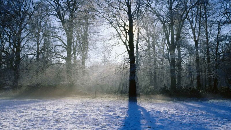 Snow-covered Forest — White, Serene, Winter, Photograph, Trees, Sunlight, Frost, Blue, Brown