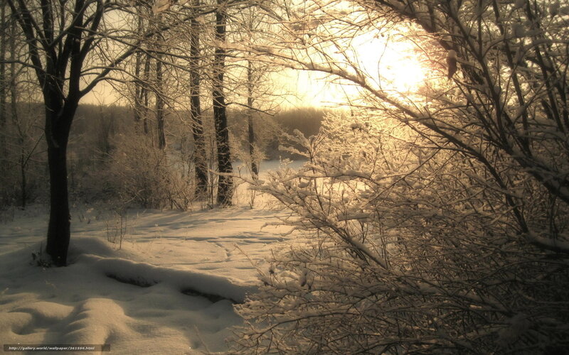 Snow-covered Forest — White, Serene, Winter, Photograph, Trees, Sunlight, River