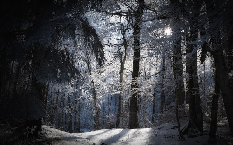 Snow-covered Forest — White, Serene, Winter, Photograph, Trees, Sunlight, Snow, Black, Blue