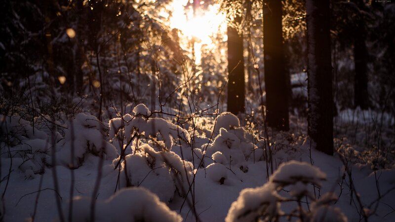 Snow-covered Forest — White, Serene, Winter, Photograph, Trees, Sunlight, Snow, Branches