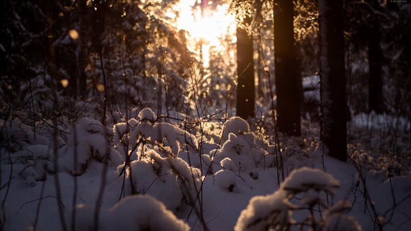Snow-covered Forest — White, Serene, Winter, Photograph, Trees, Sunlight, Snow, Brown, Gold