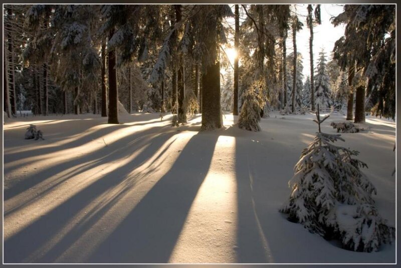 Snow-covered Forest — White, Serene, Winter, Photograph, Trees, Sunlight, Snow