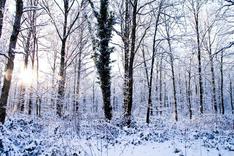 Snow-covered Forest — White, Serene, Winter, Photograph, Trees, Sunlight