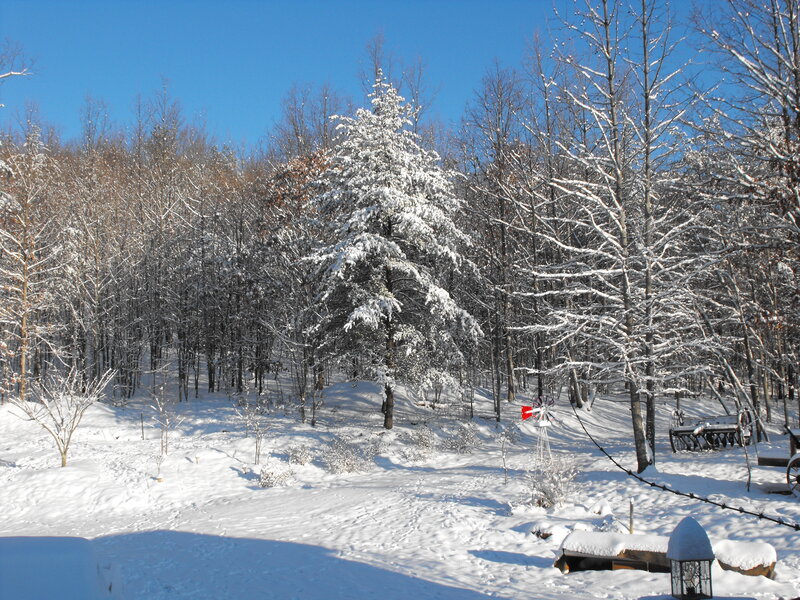 Snow-covered Forest — White, Serene, Winter, Photograph, Trees, Windmill