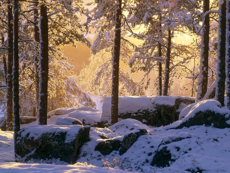 Snow-covered Forest — White, Serene, Winter