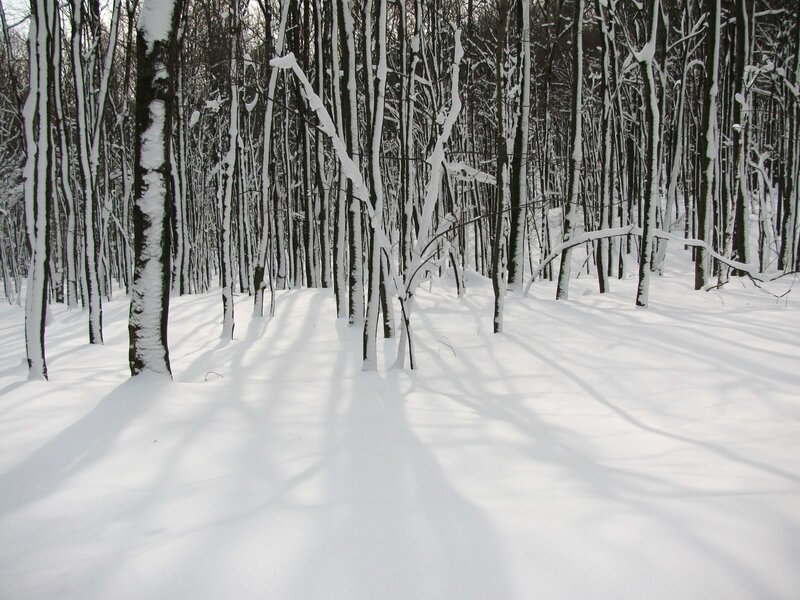 Snow-covered Forest — White