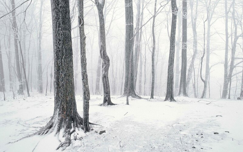Snow-covered Forest — Winter, Gray