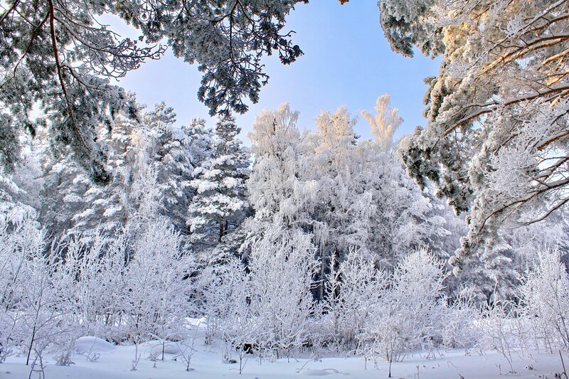 Snow-covered Forest — Winter, Photograph