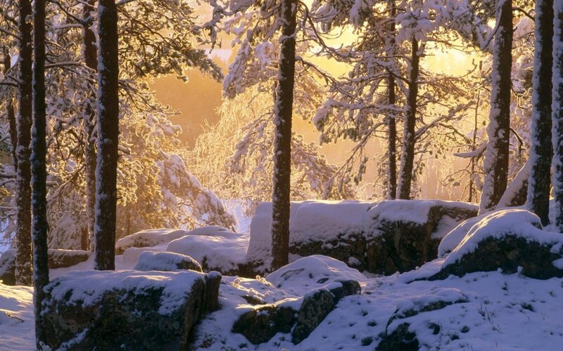 Snow-covered Forest — Winter, Rocks