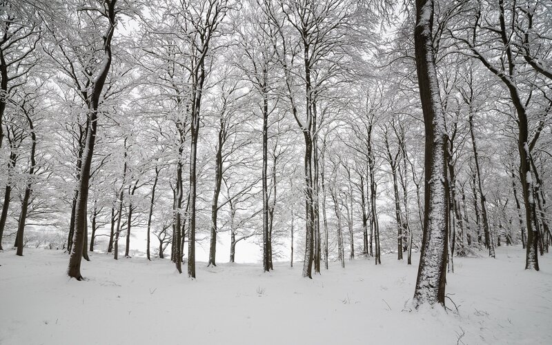 Snow-covered Forest — Winter, Snow