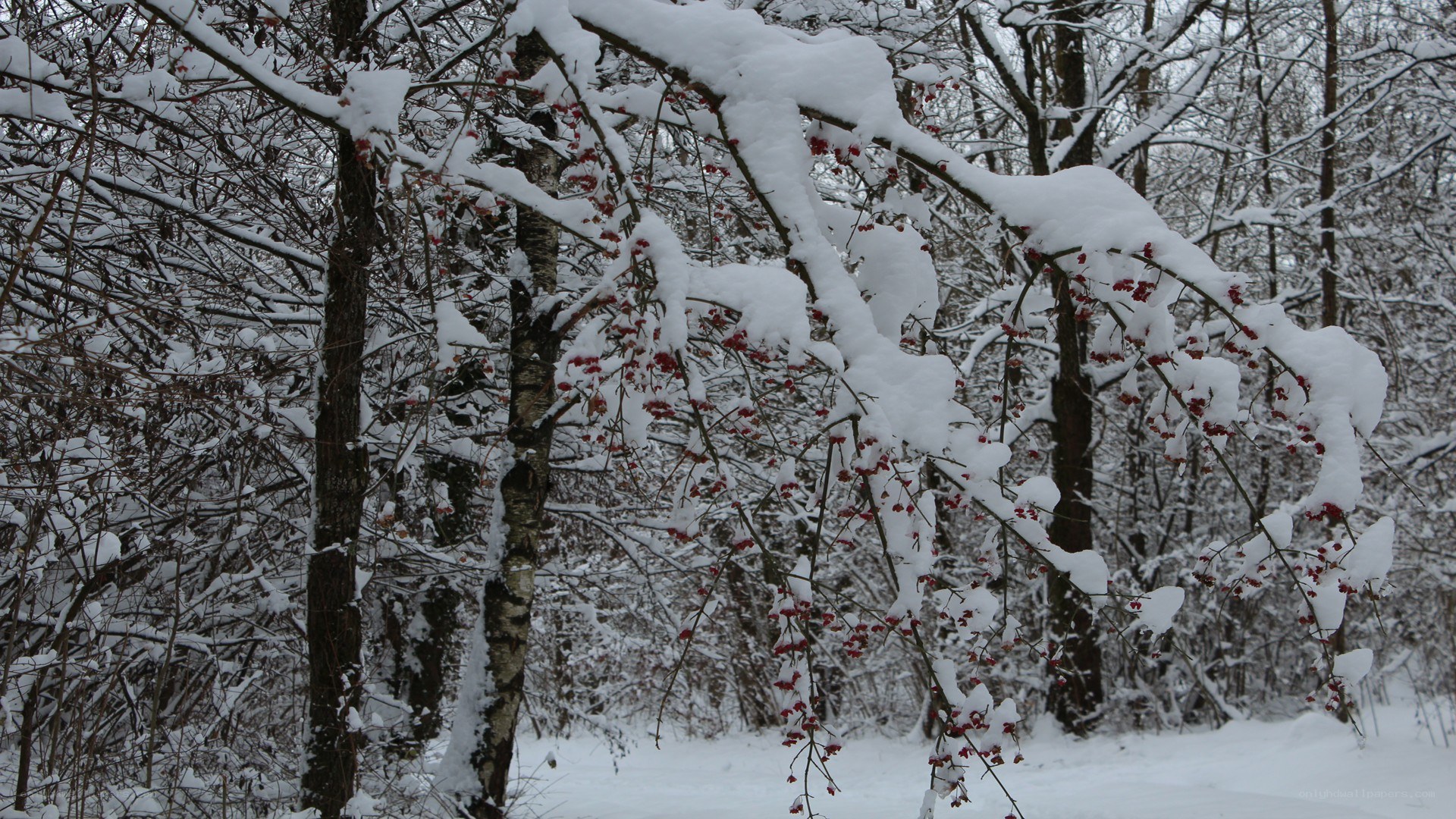 snow-covered forest with berries