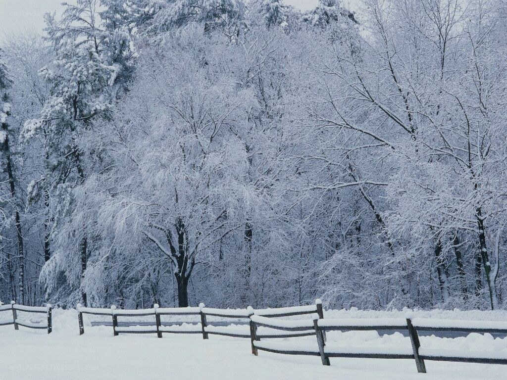 Snow-covered forest with fence