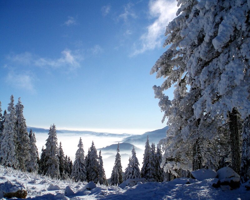 Snow-covered forest with foggy valley