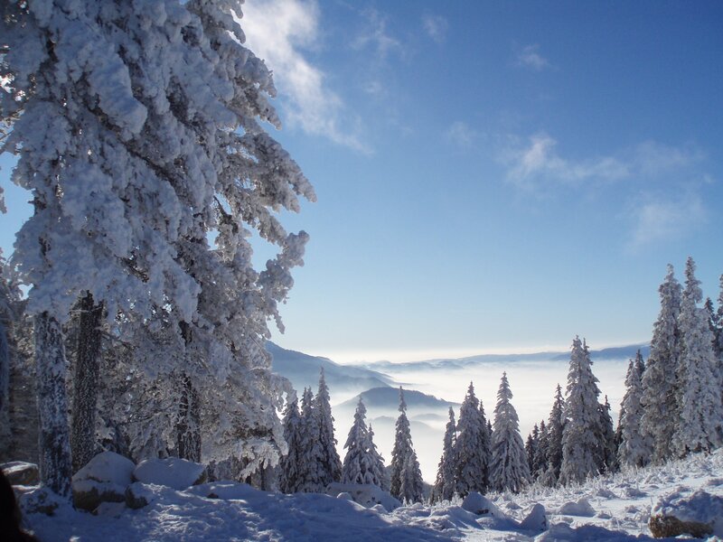 Snow-covered forest with foggy valley
