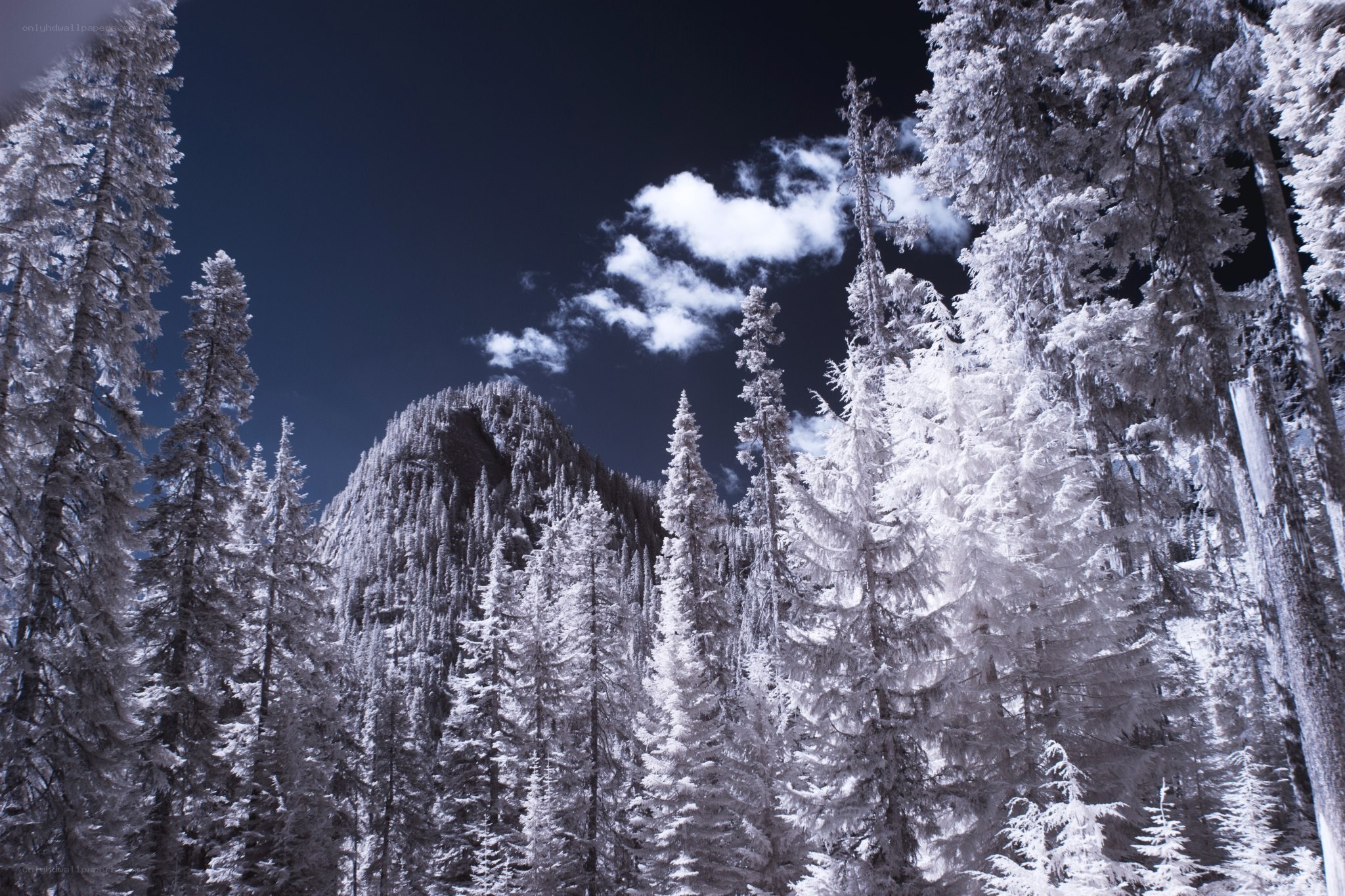 Snow-covered forest with mountain