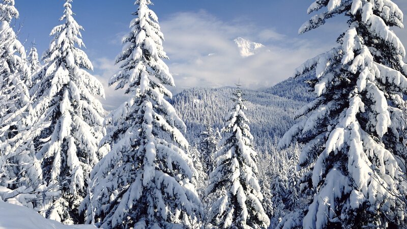 Snow-covered forest with mountains