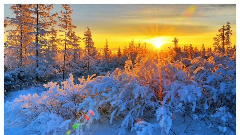 Snow-covered Forest — Yellow, Serene