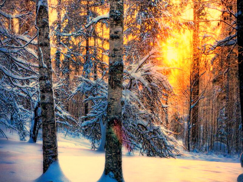 Snow-covered Forest — Yellow