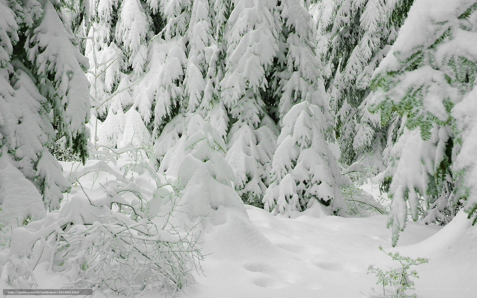 snow-covered forest