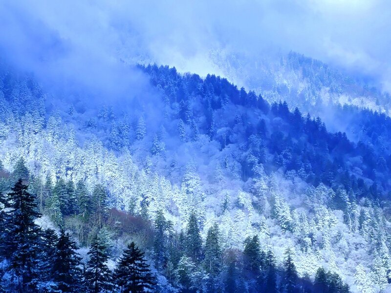 Snow-covered Forested Mountain