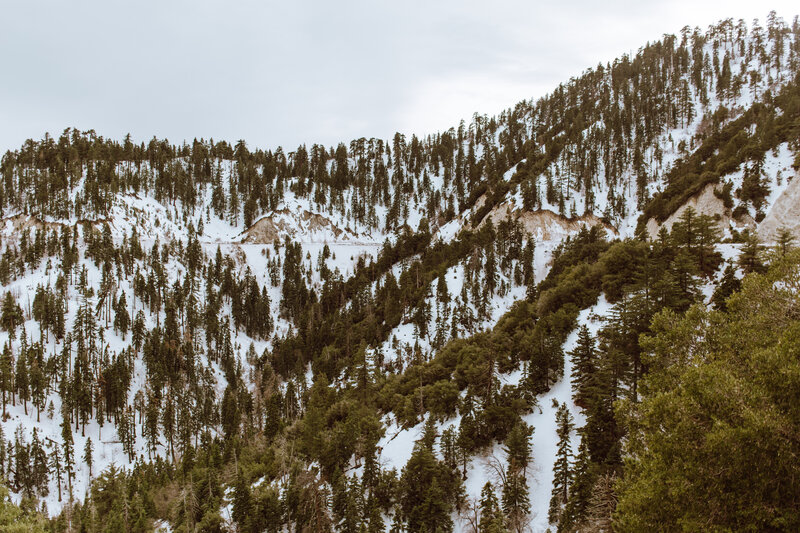 snow-covered forested mountains